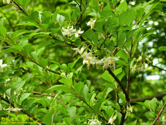 Styrax formosanus