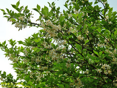 Styrax formosanus