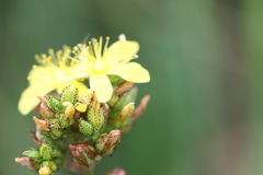 Hypericum montanum