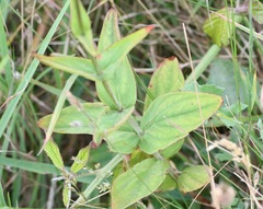 Hypericum montanum