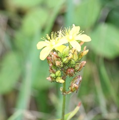 Hypericum montanum