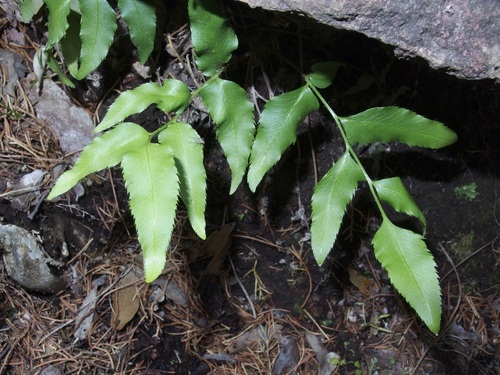 Eared Veinfern (Phanerophlebia auriculata)