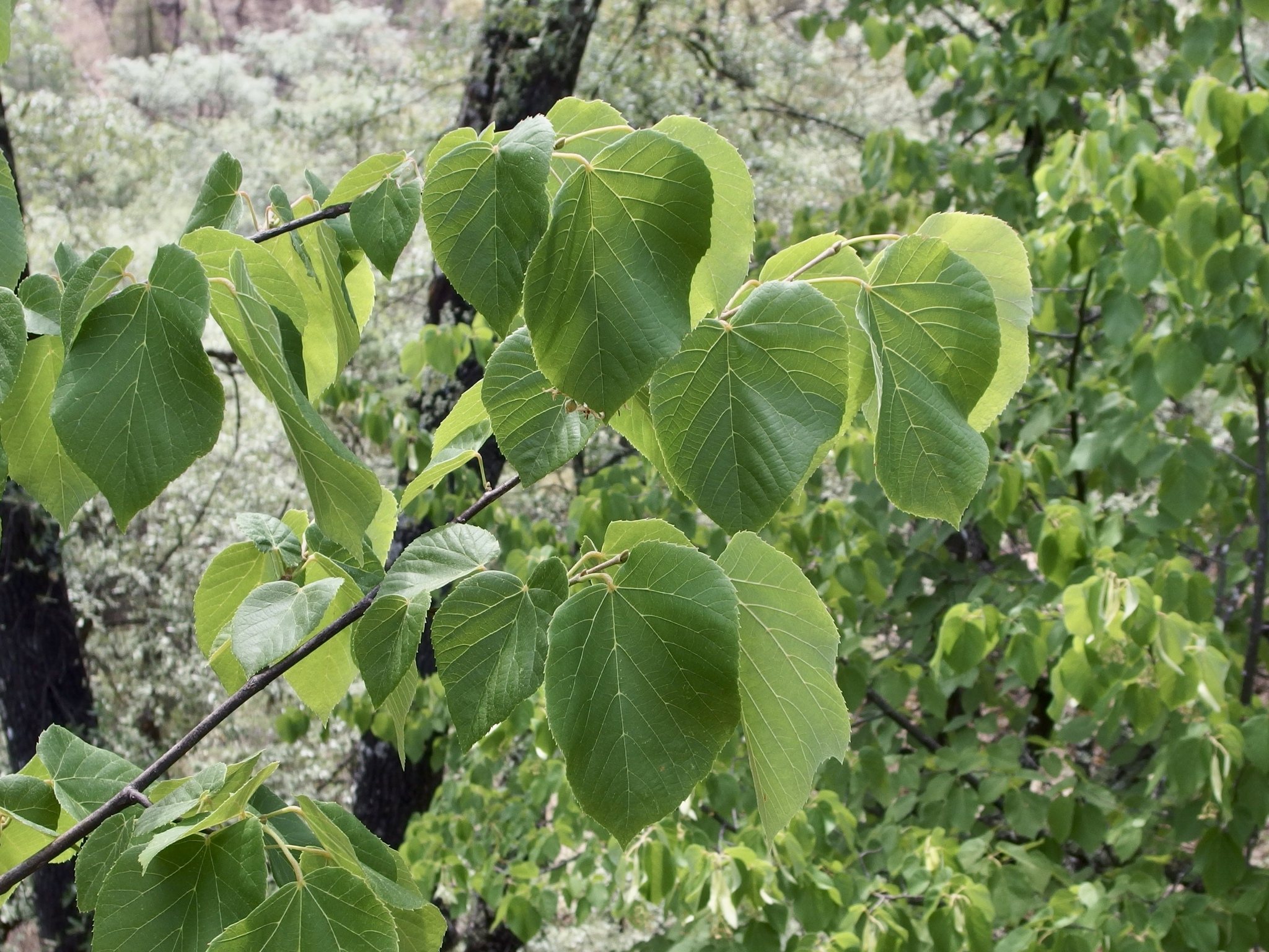 Tilleul d'Amérique (Tilia americana) — photo 2