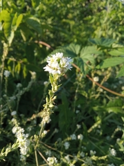 Berteroa incana
