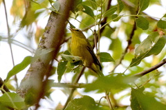 Leiothlypis celata lutescens