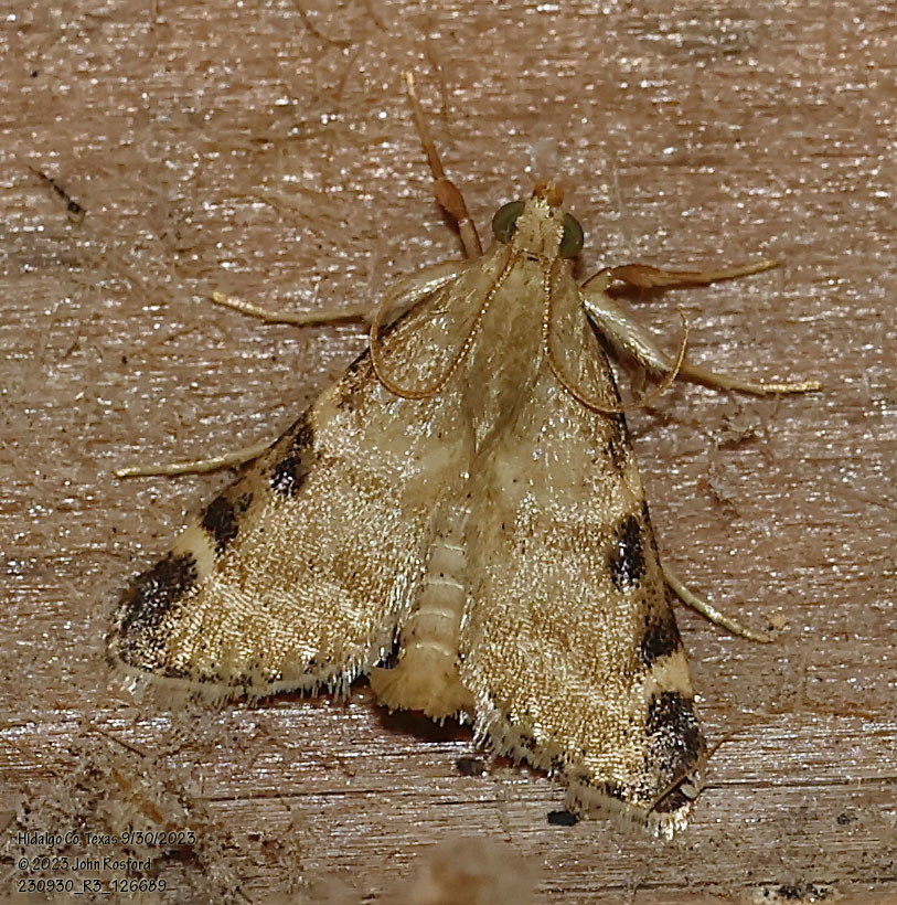 Hay Point Pests Hayworms from Mission, TX, USA on September 30, 2023 at 09:26 AM by ...