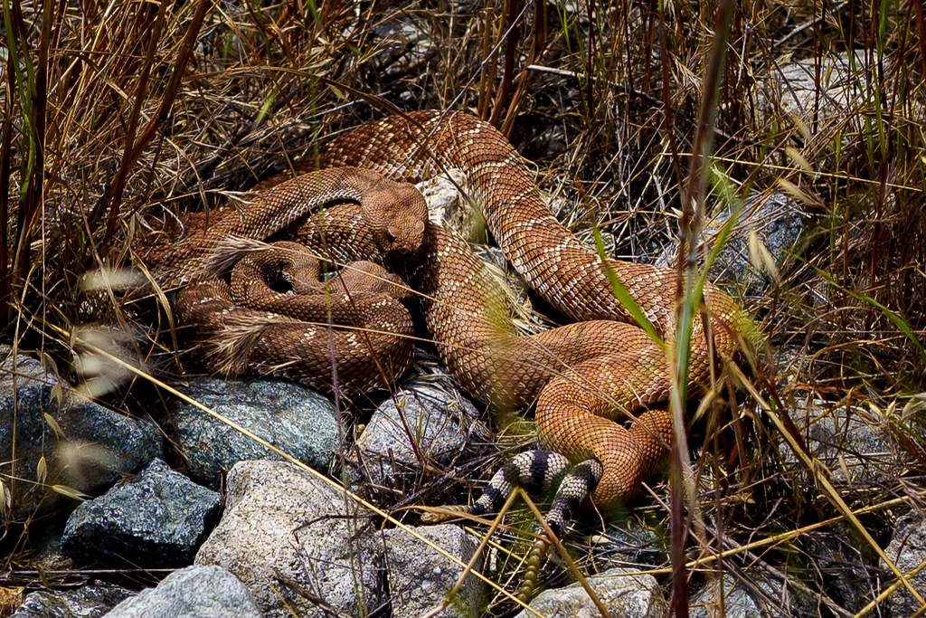 Red Diamond Rattlesnake from Riverside County, CA, USA on May 4, 2024 ...