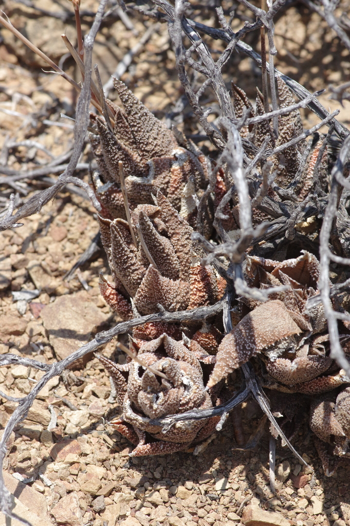 Haworthiopsis granulata