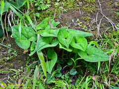 Asarum macranthum
