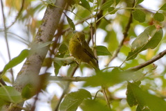 Leiothlypis celata lutescens