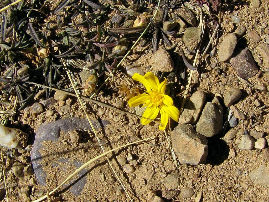Gutierrezia repens
