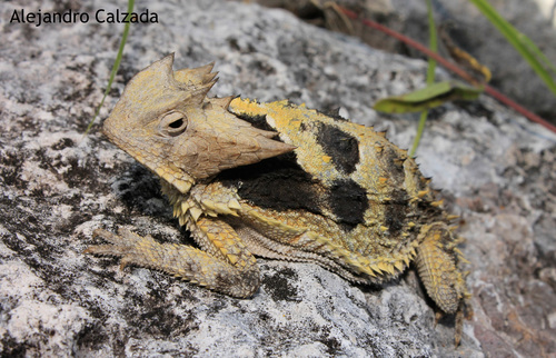 Mexican Horned Lizard