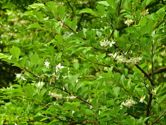 Styrax formosanus