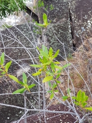 Alyxia spicata