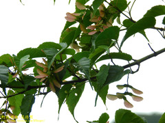Acer caudatifolium