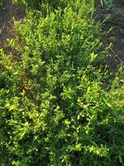 Polygonum