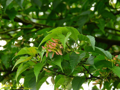 Acer caudatifolium