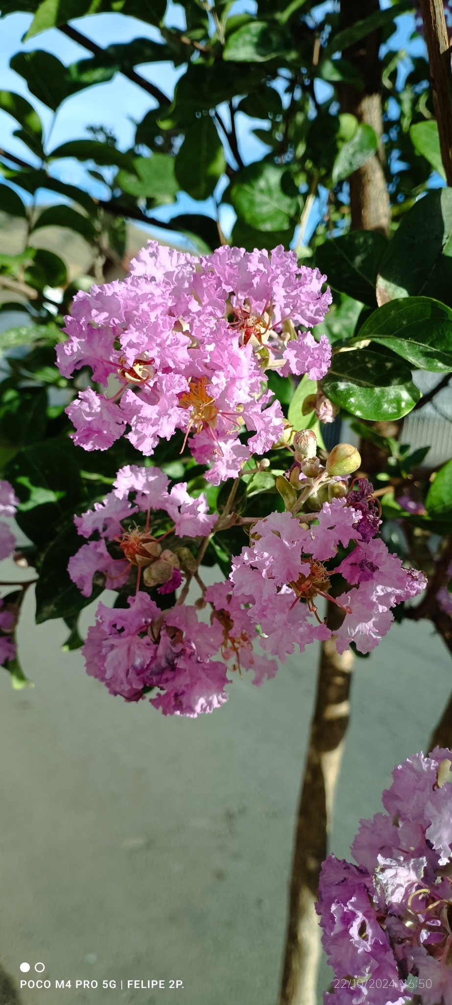 Lagerstroemia indica
