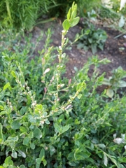 Polygonum