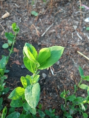 Polygonum