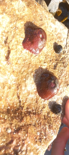 Photo of Strawberry anemone (Actinia fragacea)