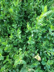 Polygonum