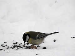 Parus major