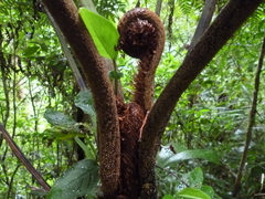Cyathea schiedeana