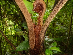 Cyathea schiedeana
