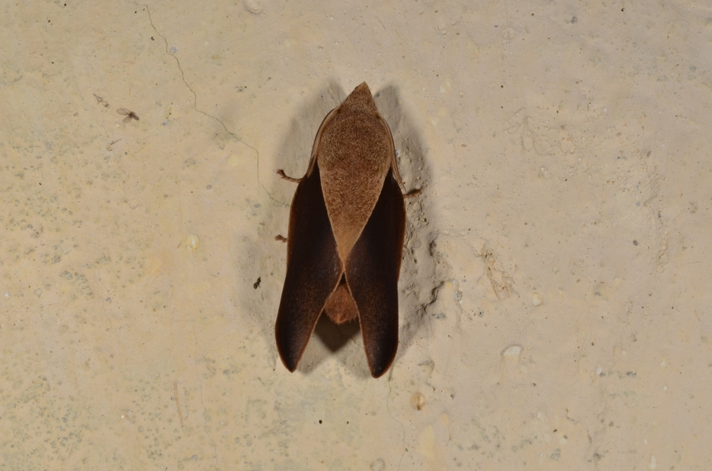 Cerberolebeda styx