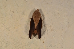 Cerberolebeda styx