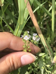 Veronica anagallis-aquatica