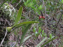 Encyclia