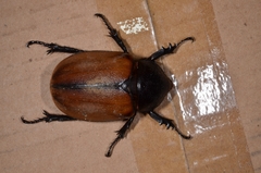 Eupatorus gracilicornis