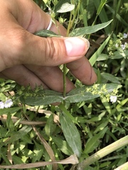 Veronica anagallis-aquatica