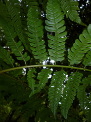 Cyathea schiedeana