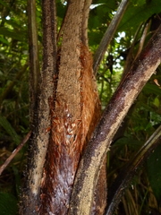 Cyathea schiedeana