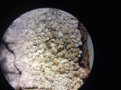 Lecanora symmicta