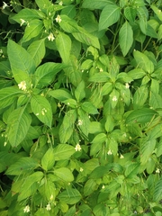 Impatiens parviflora