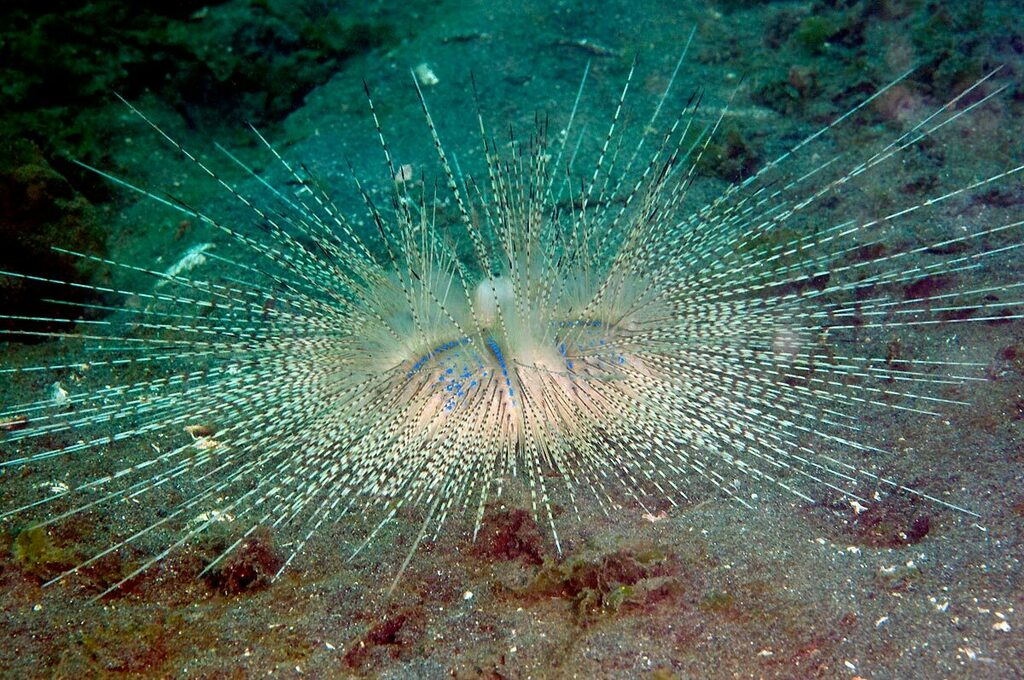 Chaetodiadema granulatum
