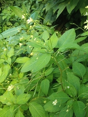 Impatiens parviflora
