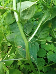 Impatiens parviflora