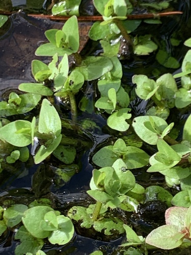 Tropical waterhyssop (Bacopa innominata)