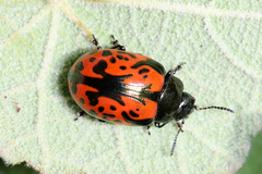 Calligrapha anabelae