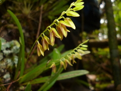 Stelis segoviensis