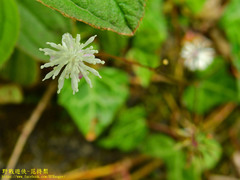 Thalictrum urbainii