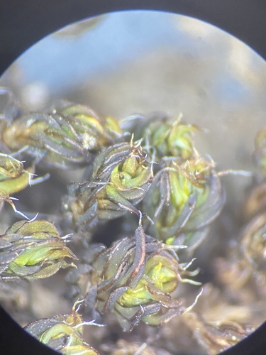 Syntrichia bartramii