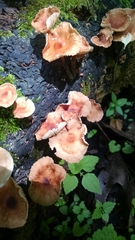 Collybiopsis dichroa