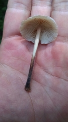 Collybiopsis dichroa