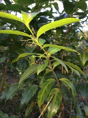 Kraussia floribunda